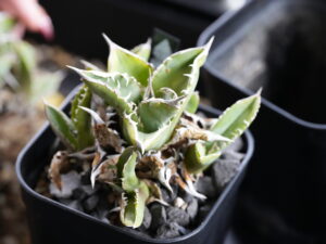 アガベ・オテロイの選抜とは - セドリックプランツ [アガベ オテロイの