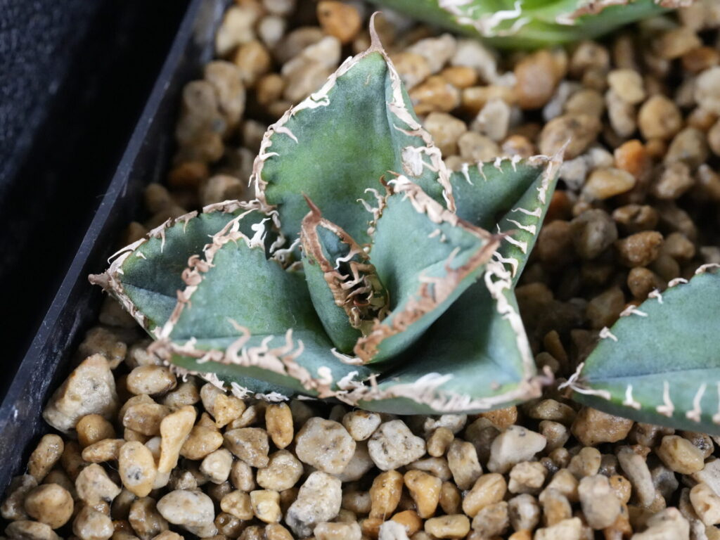 人気のブツブツが出るアガベ チタノタ オテロイ