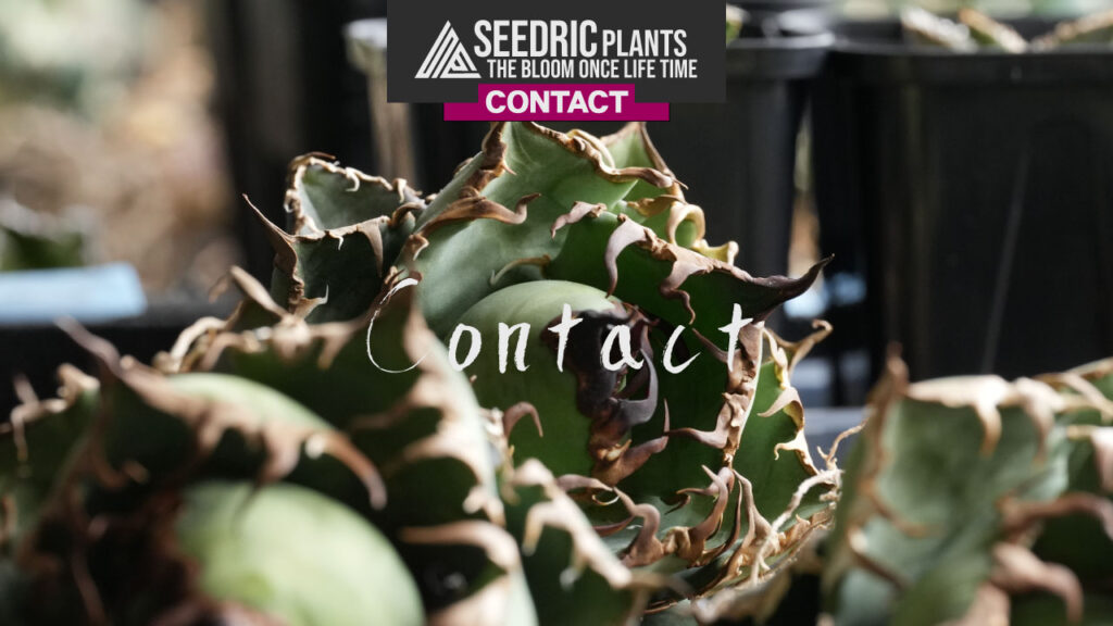 お問合せ 【SEEDRIC PLANTS / セドリックプランツ】