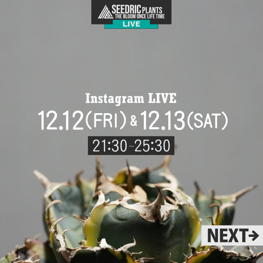 セドリックプランツのアガベLIVE、12月12日(金)、13日(土)21時半～25時半配信！