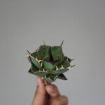 アガベのベアルート株と抜き苗はどれくらい保管できる？