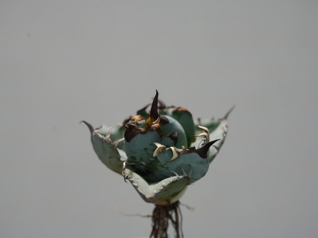 冬のアガベ発根管理の方法｜低温期でも成功させるコツ