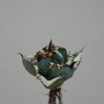 冬のアガベ発根管理の方法｜低温期でも成功させるコツ