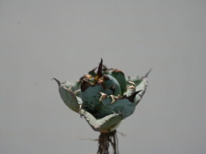 投稿についてもっと詳しく 冬のアガベ発根管理の方法｜低温期でも成功させるコツ