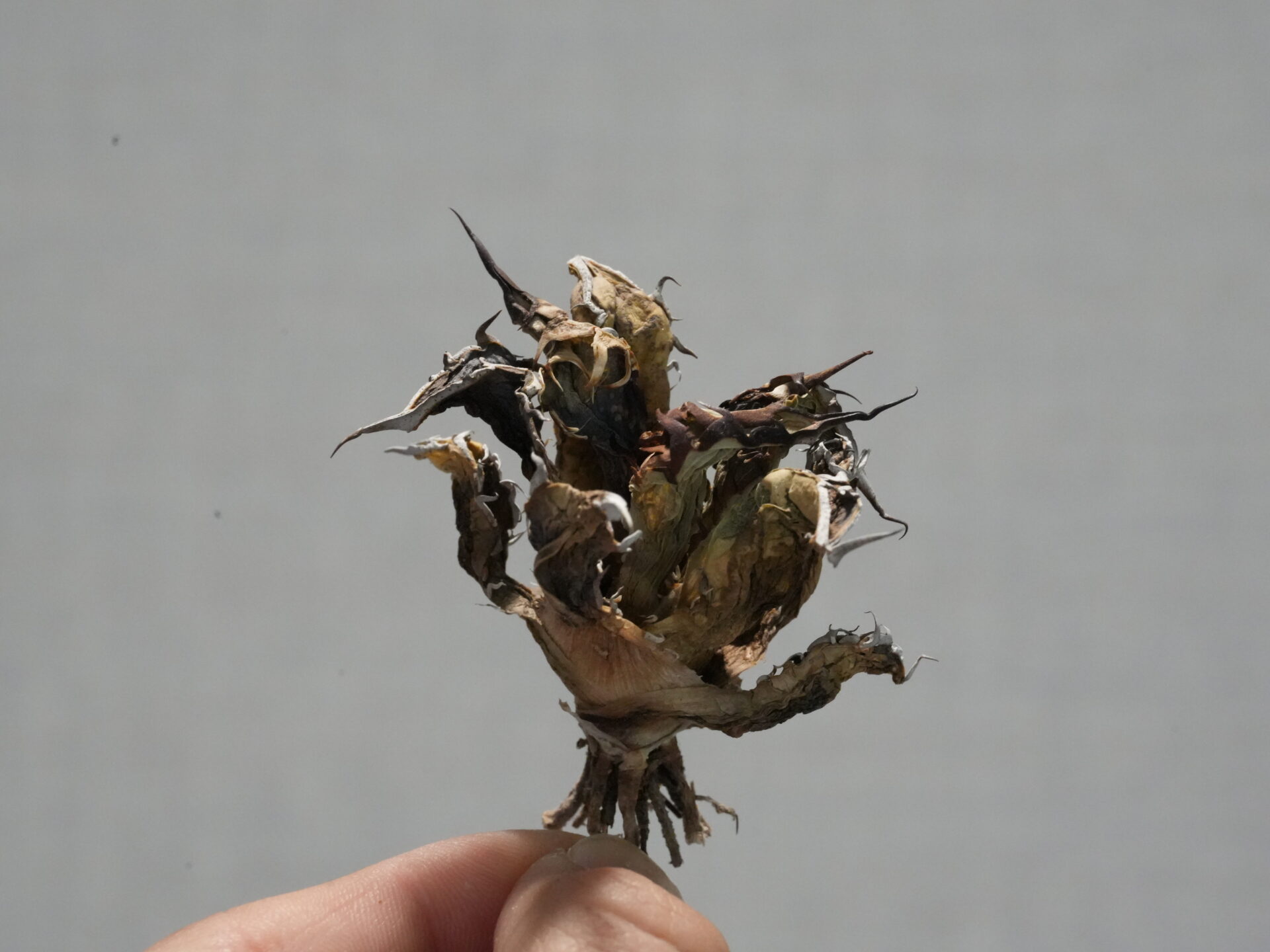 アガベのベアルート株と抜き苗の枯れた姿