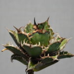 アガベの発根管理 ベアルート株(抜き苗)の下準備