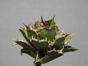 投稿についてもっと詳しく アガベの発根管理 ベアルート株(抜き苗)の下準備