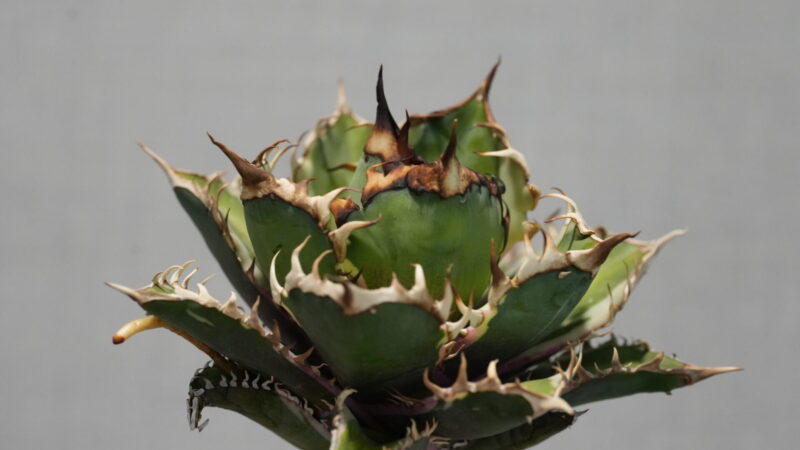 アガベ ベアルート株(抜き苗)の発根管理前にすべき処理