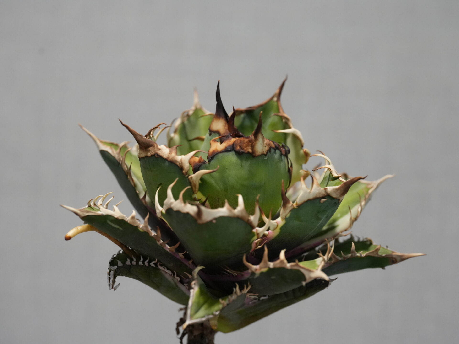 アガベ　オテロイ　ペンギン　子株 アガベの子株はいつでる？発生のタイミングと育て方 - セドリック