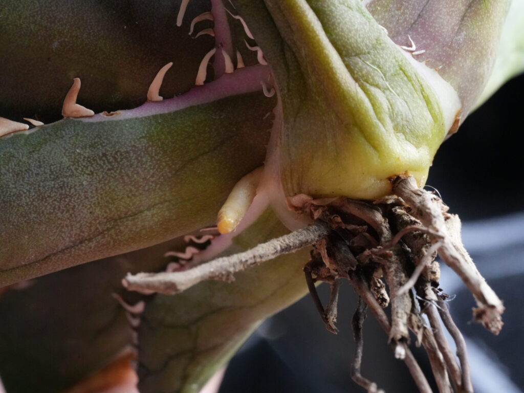 アガベ ベアルート株