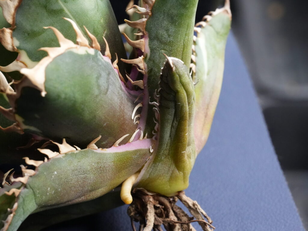 アガベの発根管理 ベアルート株(抜き苗)の下準備 - セドリックプランツ