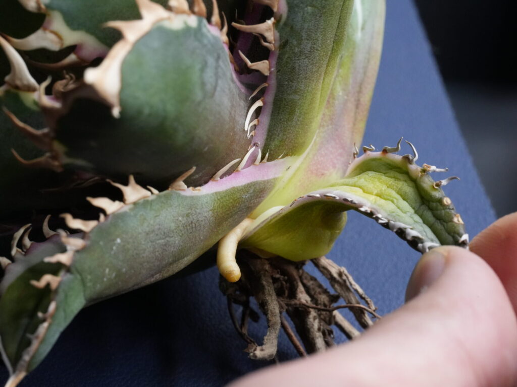 アガベの下葉の外し方、発根管理