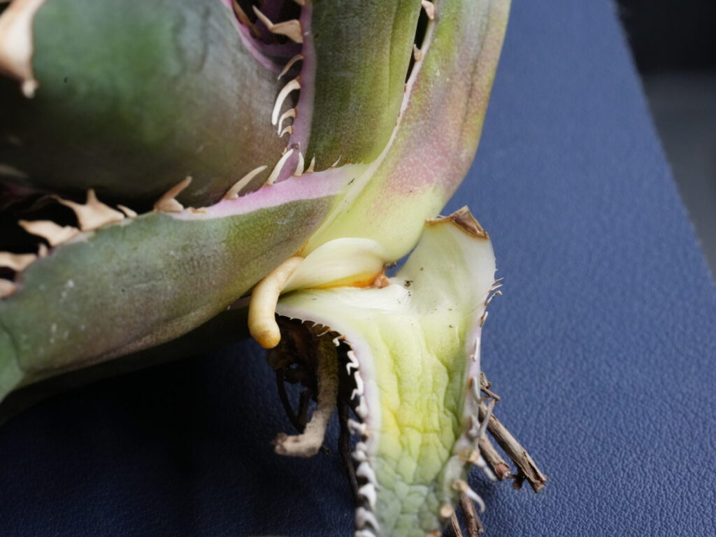 アガベの下葉の外し方②、発根管理