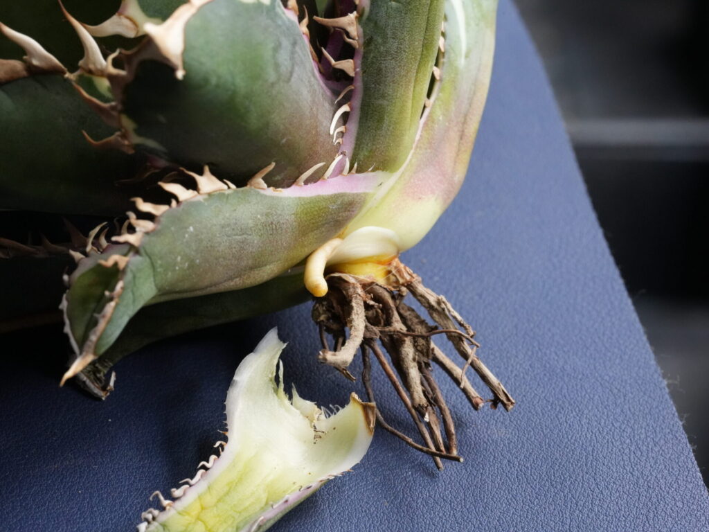 アガベの下葉の外し方③、発根管理