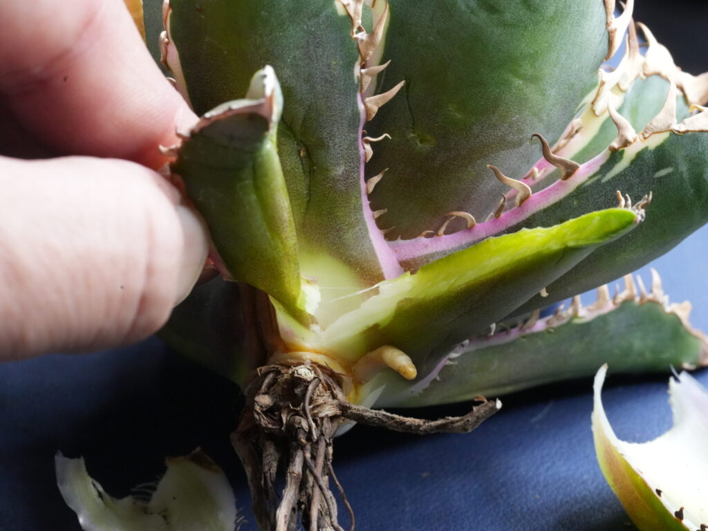 アガベの下葉の外し方⑤、左右に外す。発根管理