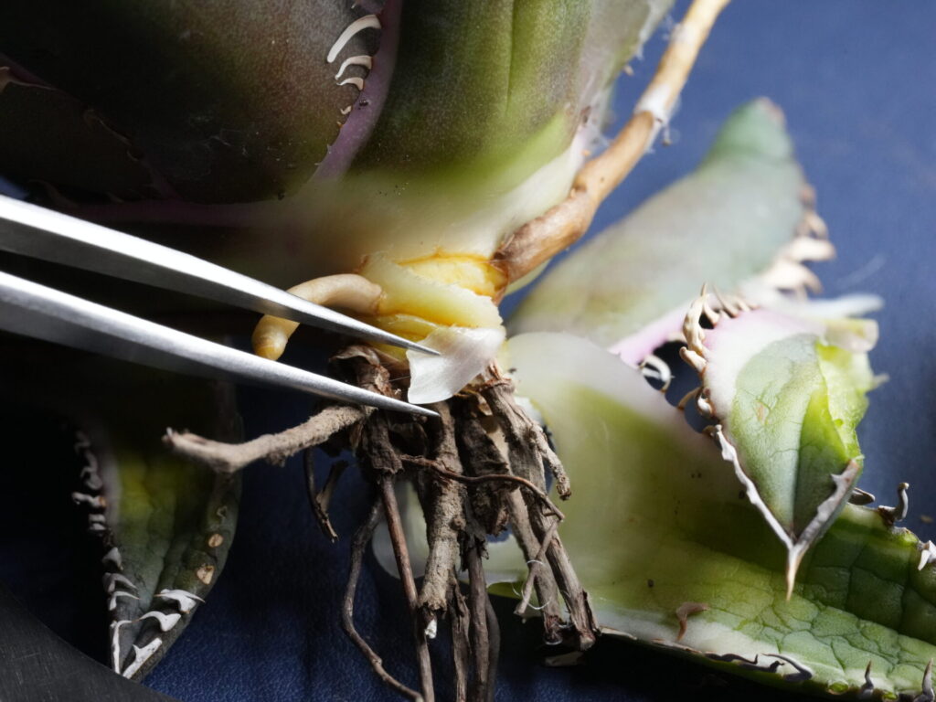 アガベの下葉を外した際に残った葉肉