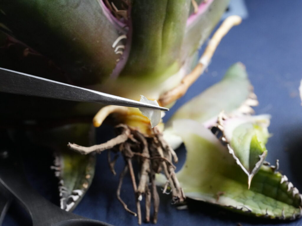 アガベの下葉を外した際に残った葉肉