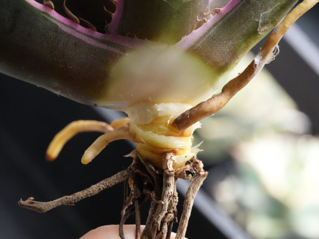 アガベのベアルート株、抜き苗の生きた根