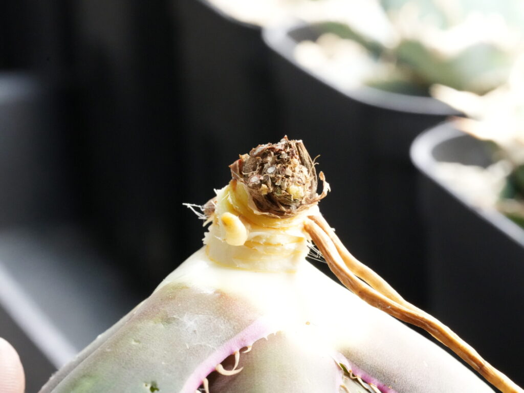 アガベの発根管理 ベアルート株(抜き苗)の下準備 - セドリックプランツ