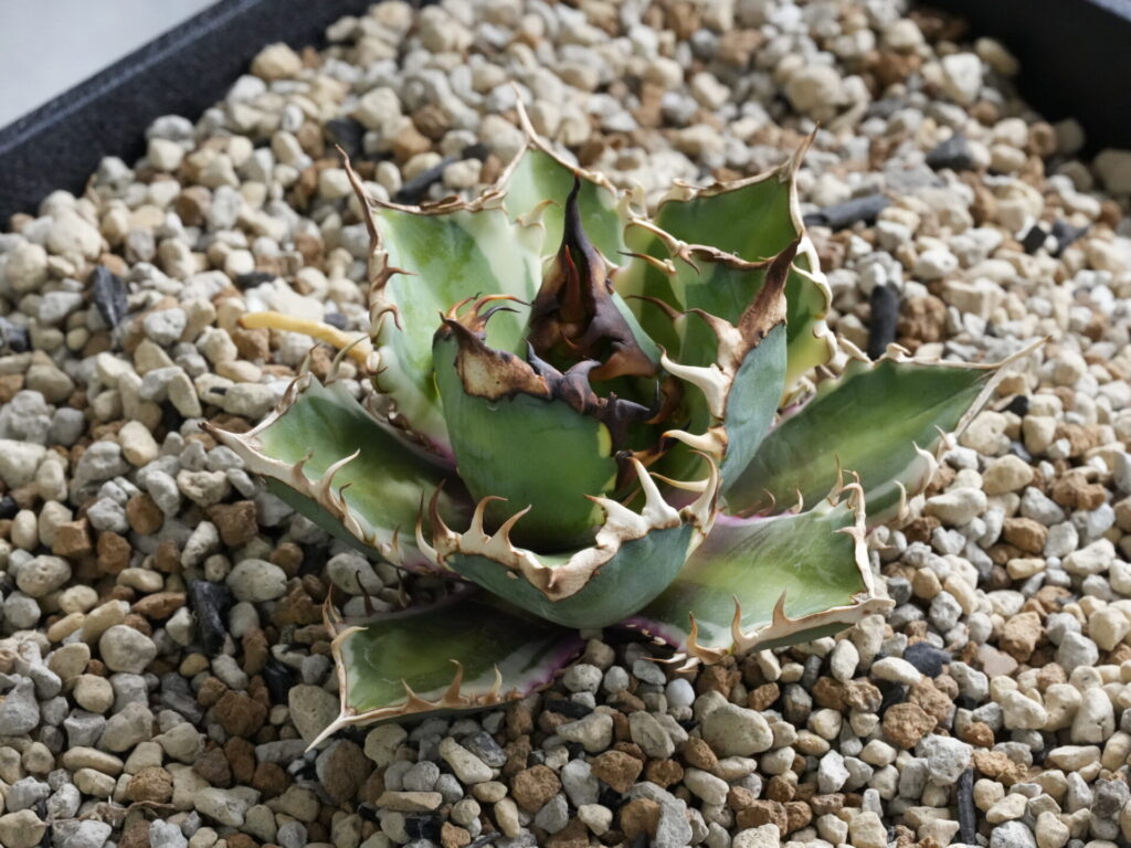 アガベの発根管理 ベアルート株(抜き苗)の下準備 - セドリックプランツ