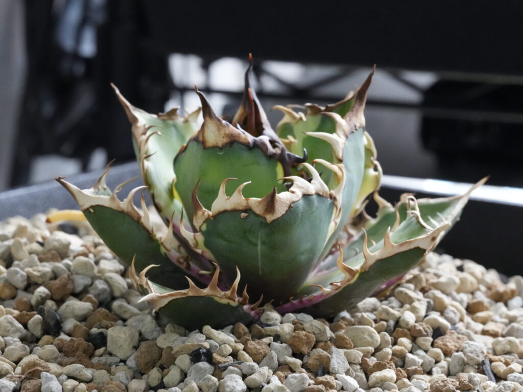 アガベの発根管理 ベアルート株(抜き苗)の下準備 - セドリックプランツ