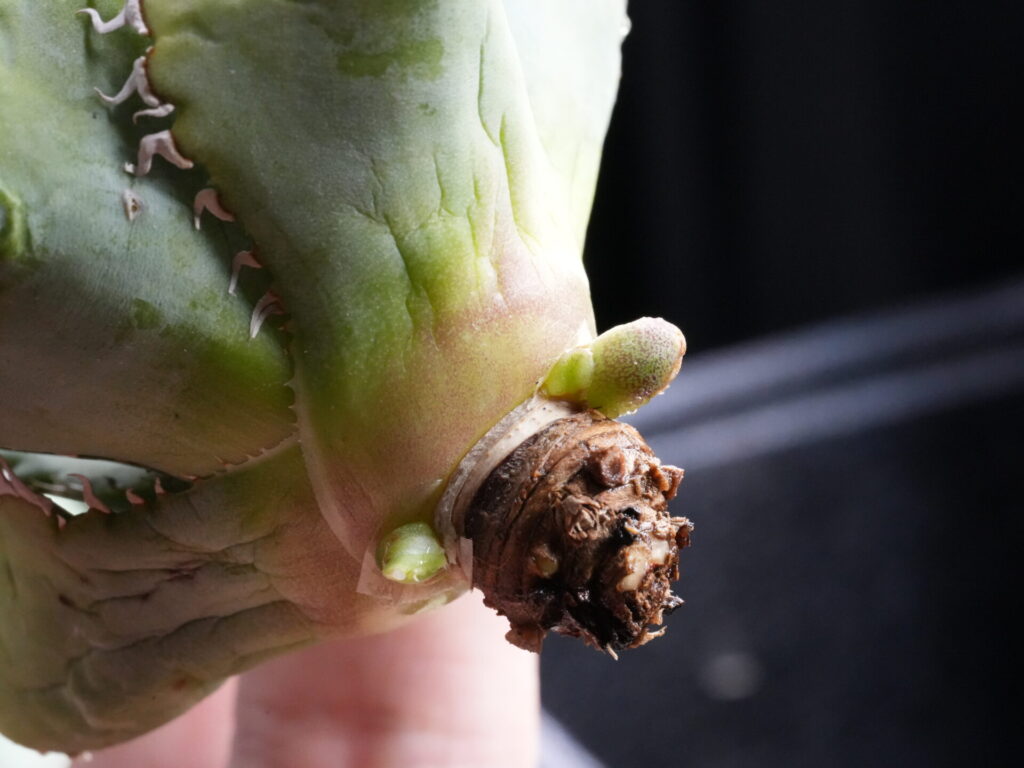 アガベのベアルート株、抜き苗の子株の成長点