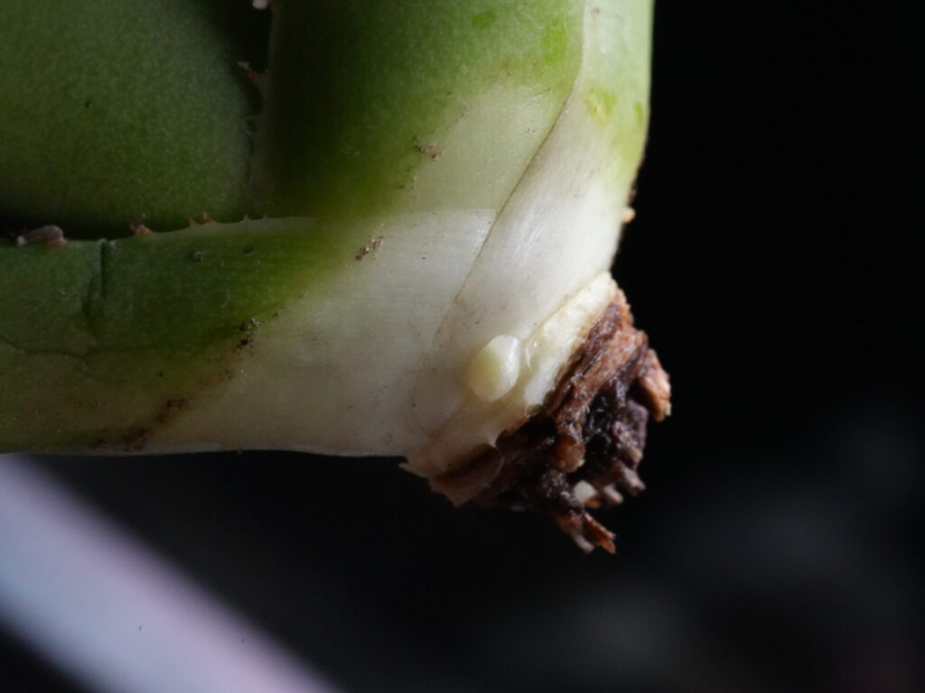 アガベのベアルート株、抜き苗の子株の成長点