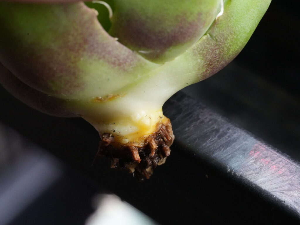 アガベのベアルート株、抜き苗の子株の成長点と根の成長点（カルス）