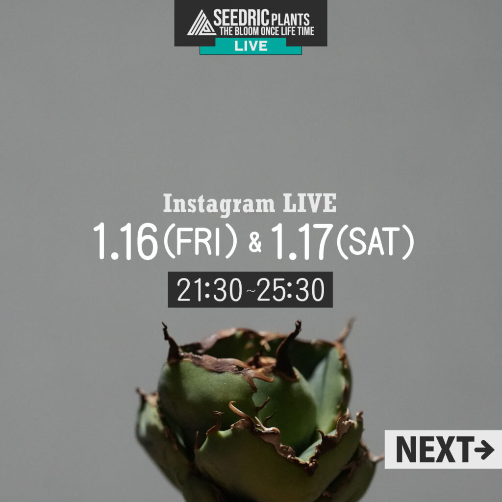 【LIVE】1月16日(金)、17日(土)21時半～25時半配信 セドリックプランツのアガベLIVE