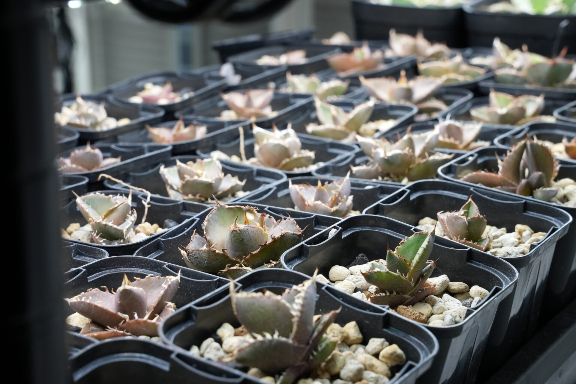 アガベ オテロイ実生の選抜株。スタンダード