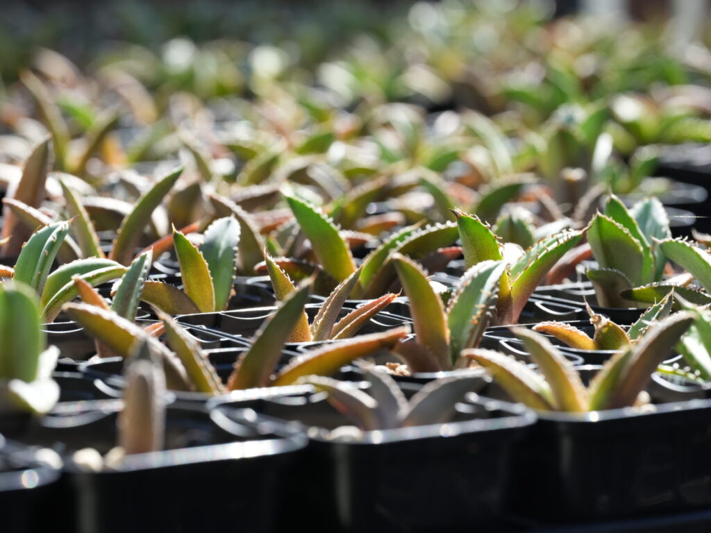 アガベ オテロイ実生 選抜前の段階