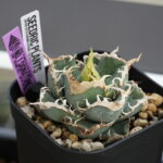 アガベ・オアハカ実生とは？特徴と育て方・購入の注意点 - セドリック