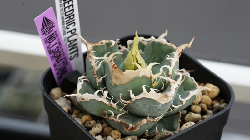 アガベ・オテロイ実生の選抜