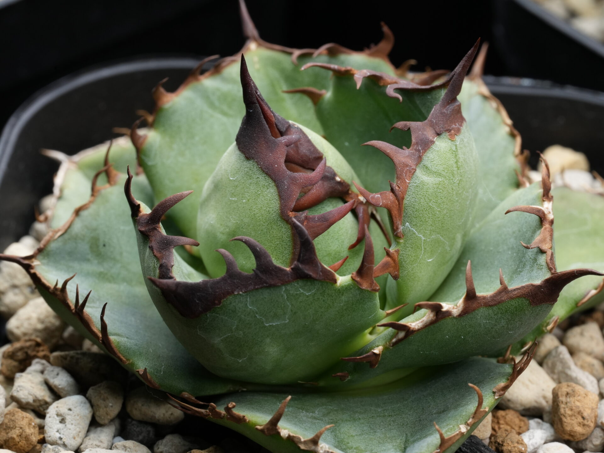 アガベ オテロイ実生の選抜株。ヘリテイジ