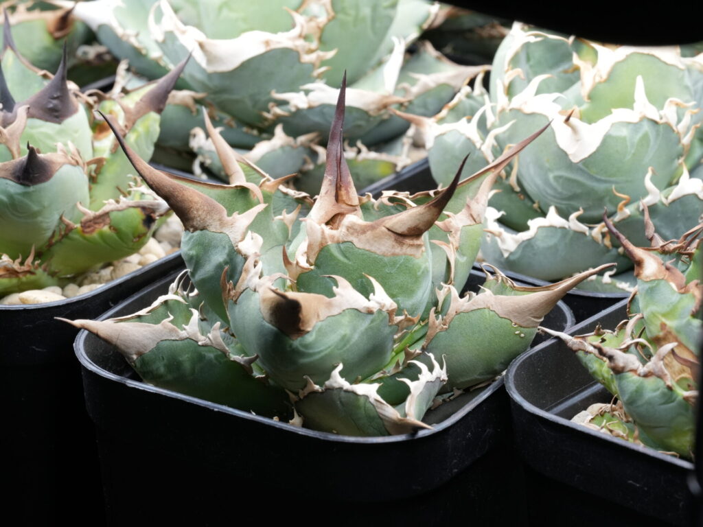 アガベ オテロイ実生の選抜株