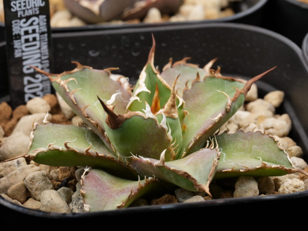 アガベ オテロイ実生の選抜株。サイオン