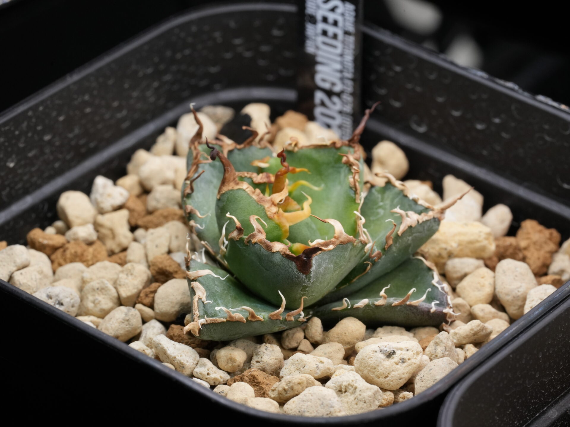 アガベ オテロイ実生の選抜株。