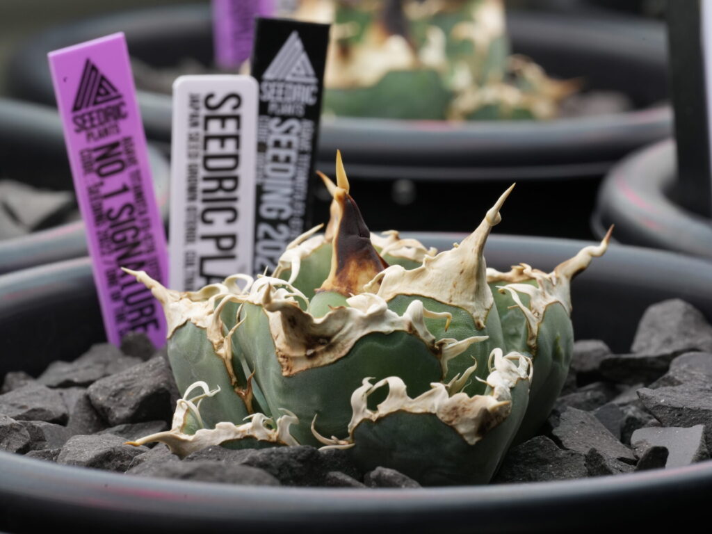 アガベ オテロイ実生の選抜株。シグネイチャー