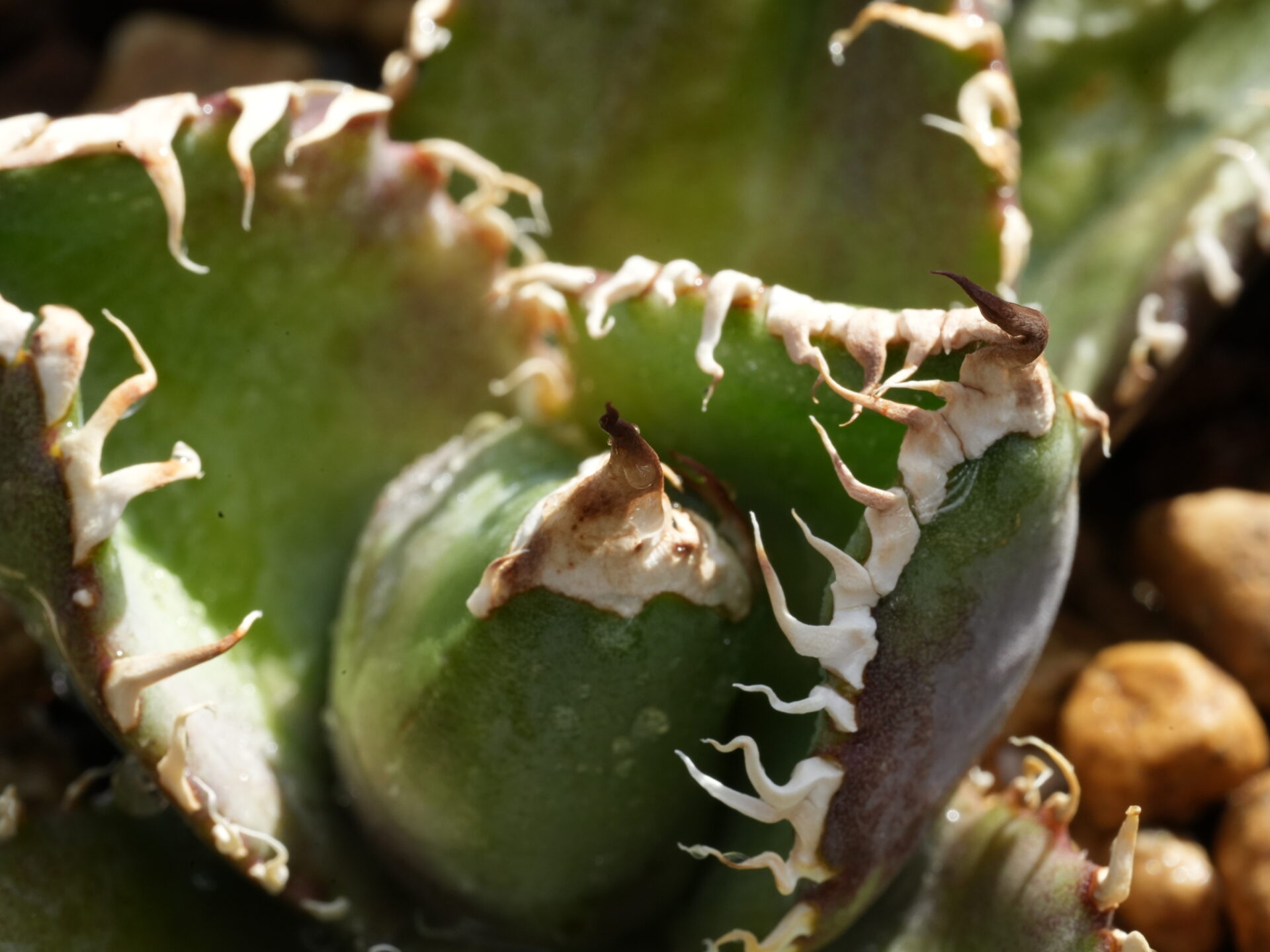 投稿についてもっと詳しく アガベ・オテロイの選抜とは