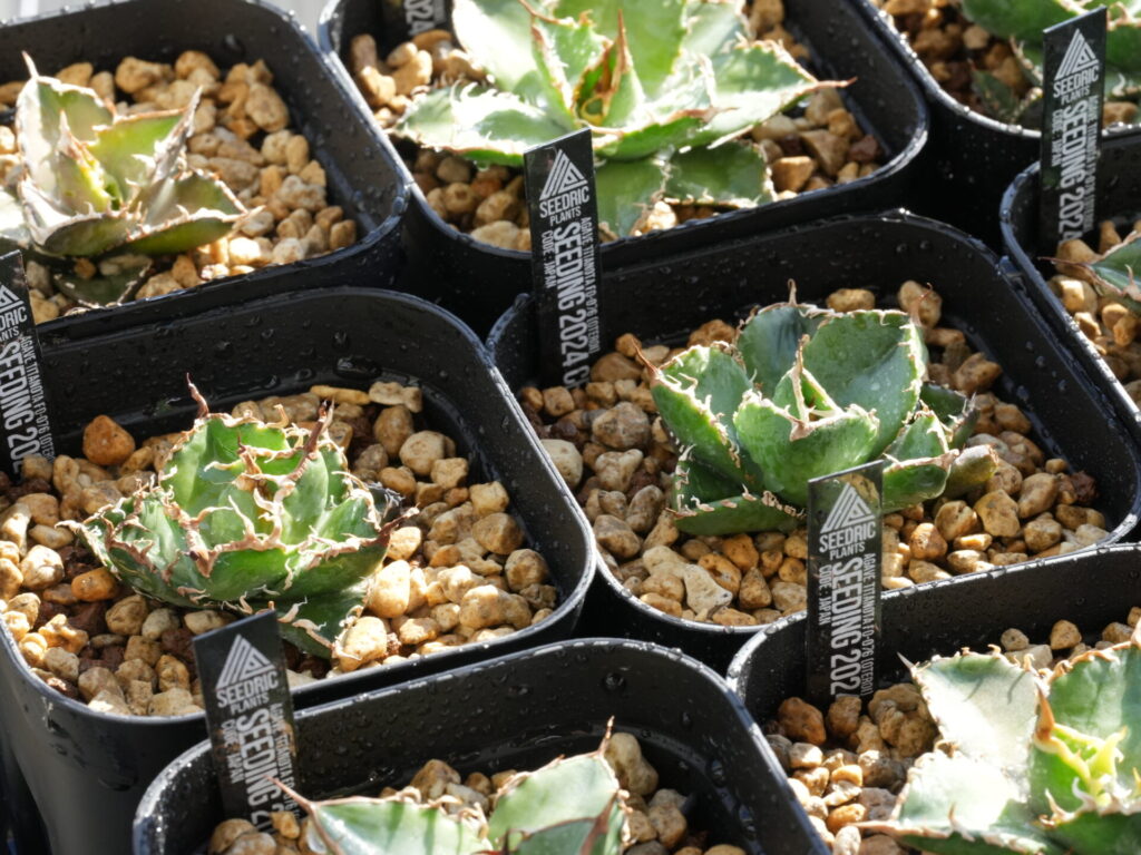 アガベ オテロイ実生の選抜株。スタンダード