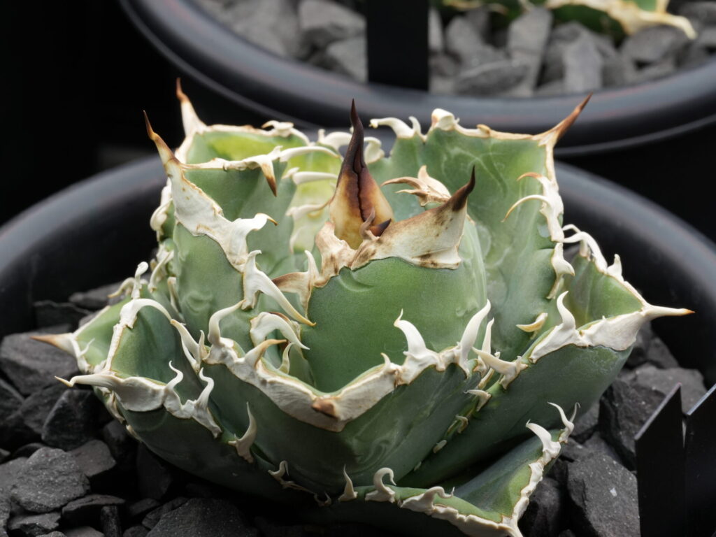 アガベ オテロイ実生の選抜株。ヘリテイジ