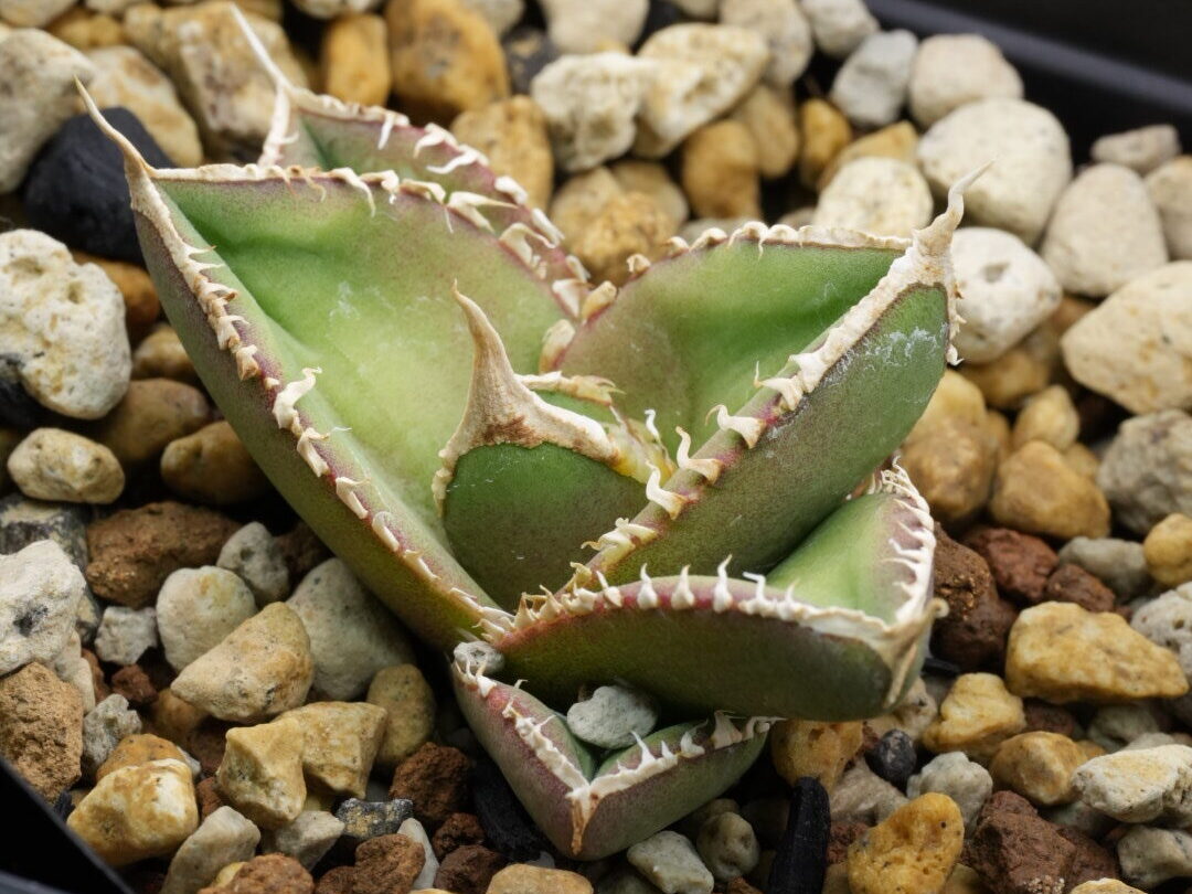 アガベ オテロイ実生の選抜株。