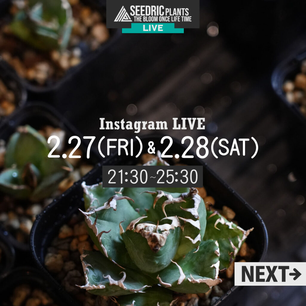 【LIVE】2月27日(金)、28日(土)21時半~25時半!
セドリックプランツのアガベ LIVE
@seedric_
▼2月の情報
■高級モンドセレクションのイクラ500gが抽選で1名様にプレゼント!
概要:2月中にご購入いただいた方限定。1株1口で3月の1回目LIVEで抽選します!
■2月限定タグ「鬼は外!ならぬ、ハダニは外!」を決済10,000円以上でご購入数分プレゼント(週締め)!!
アガベが盛りだくさん!
私が種まきしたオテロイ実生やネームド株!