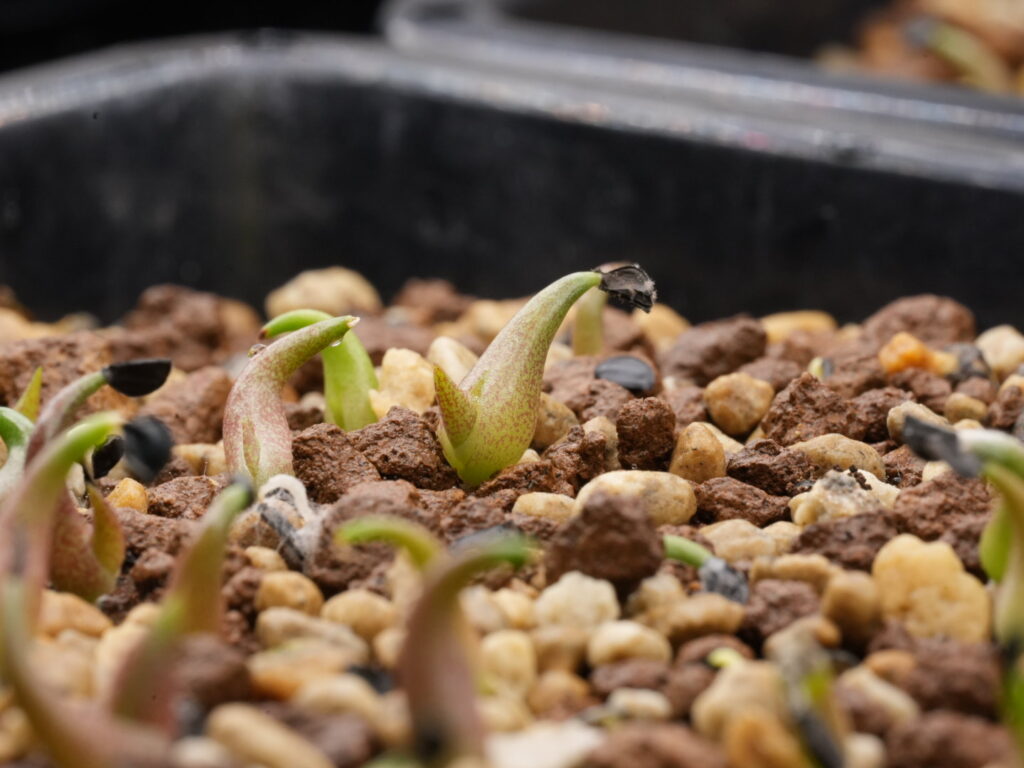 双葉株 アガベ オテロイ実生