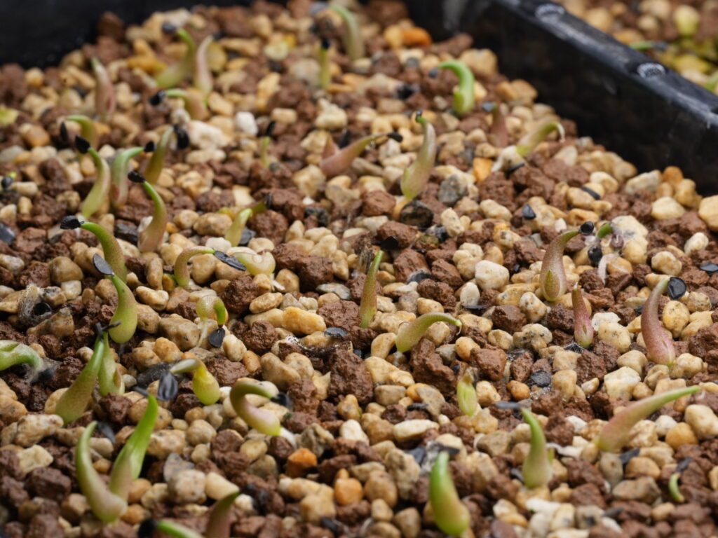 軽石細粒と赤玉小粒 アガベ オテロイの播種(種まき)