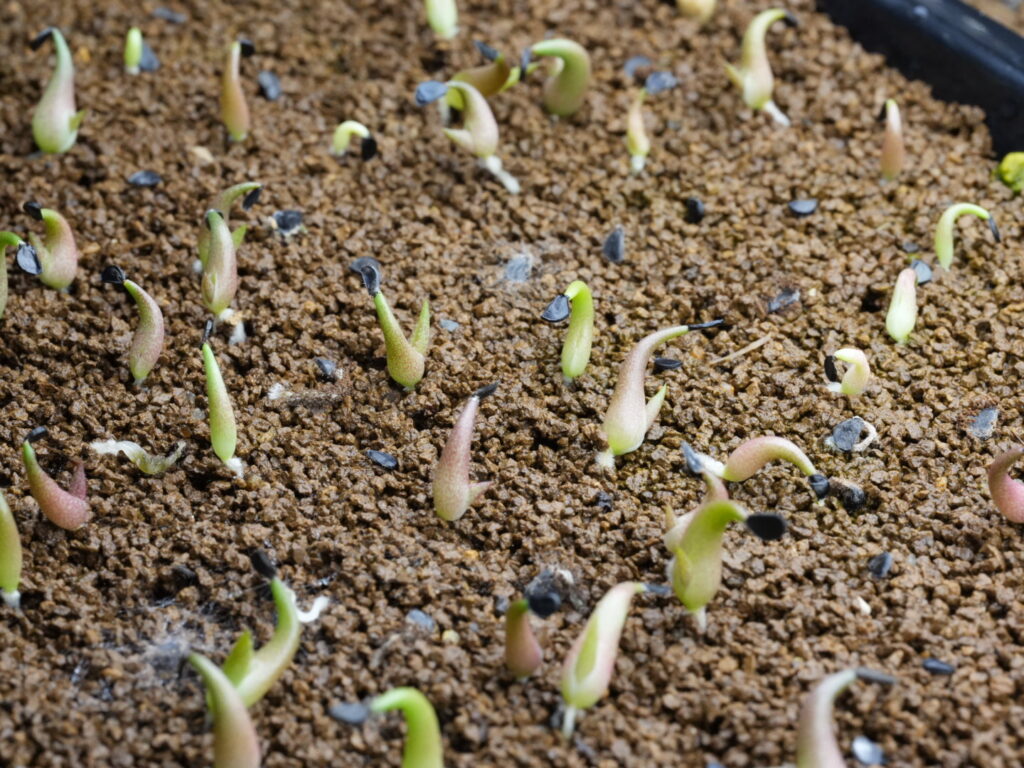 赤玉細粒 アガベ オテロイ実生