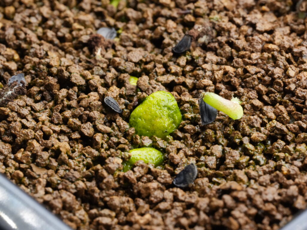 コケの生えた軽石