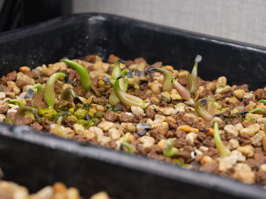 発芽後のアガベ オテロイ実生