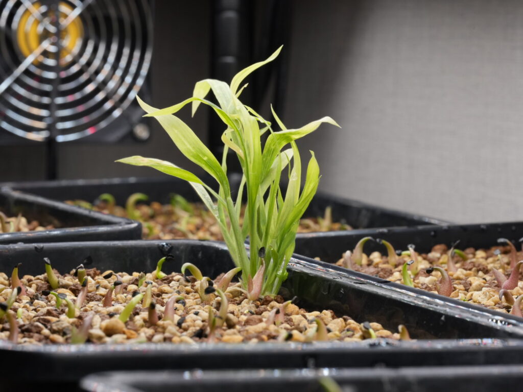 アガベ オテロイ実生の種から違う植物が出現