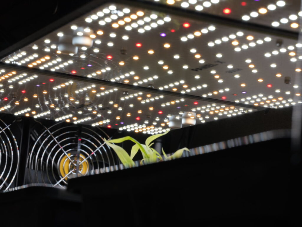 アガベ オテロイ実生にはLEDを当てる